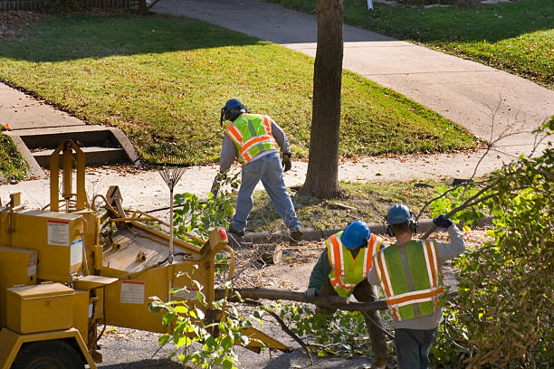 Best Tree Trimming and Pruning  in Isla Vista, CA